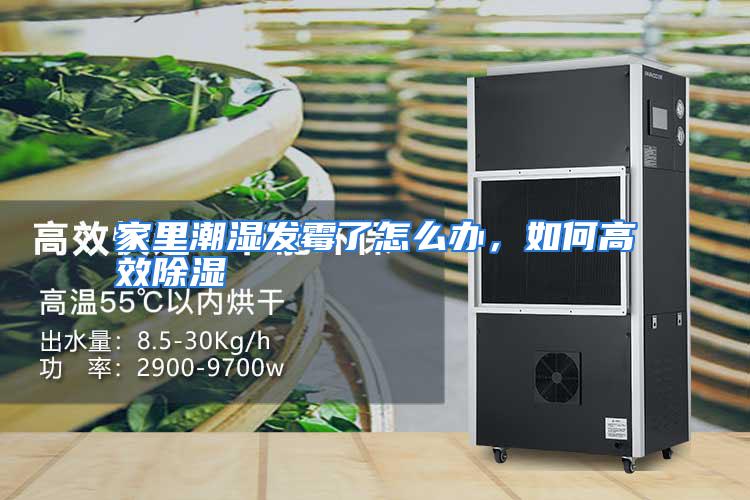 家里潮湿发霉了怎么办,如何高效除湿