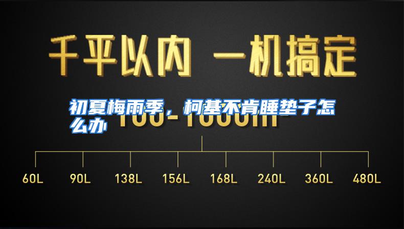 初夏梅雨季，柯基不肯睡垫子怎么办
