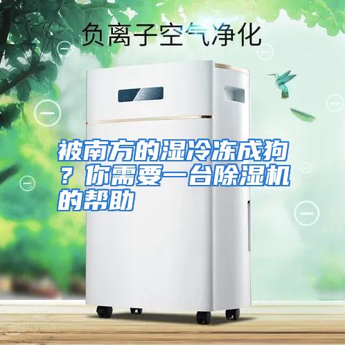 被南方的湿冷冻成狗？你需要一台除湿机的帮助