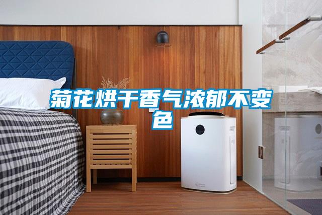 菊花烘干香气浓郁不变色