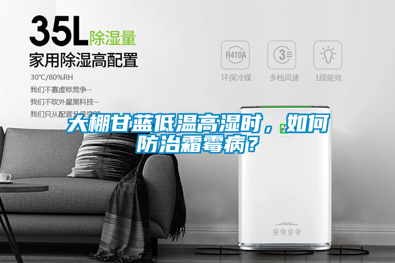 大棚甘蓝低温高湿时,如何防治霜霉病?