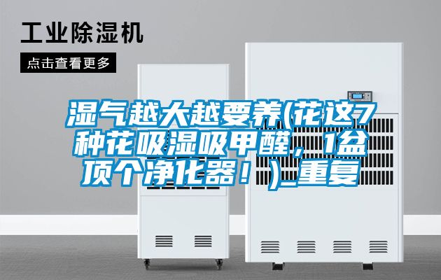湿气越大越要养(花这7种花吸湿吸甲醛，1盆顶个净化器！)_重复