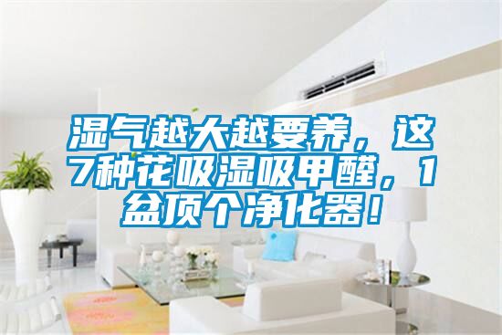 湿气越大越要养，这7种花吸湿吸甲醛，1盆顶个净化器！