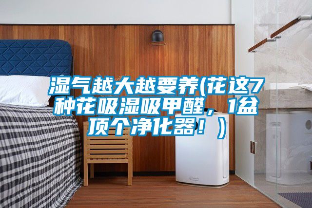 湿气越大越要养(花这7种花吸湿吸甲醛，1盆顶个净化器！)
