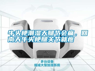 行业资讯牛头梗潮湿天腿节会痛，回南天牛头梗腿关节就疼