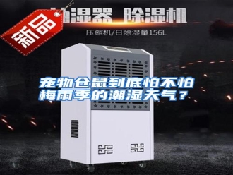 知识百科宠物仓鼠到底怕不怕梅雨季的潮湿天气？