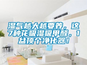 企业动态湿气越大越要养，这7种花吸湿吸甲醛，1盆顶个净化器！