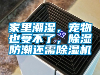行业资讯家里潮湿，宠物也受不了，除湿防潮还需除湿机