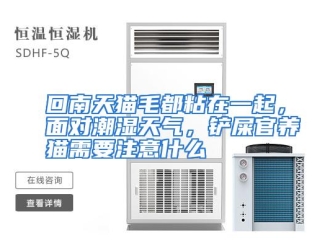 常见问题回南天猫毛都粘在一起，面对潮湿天气，铲屎官养猫需要注意什么