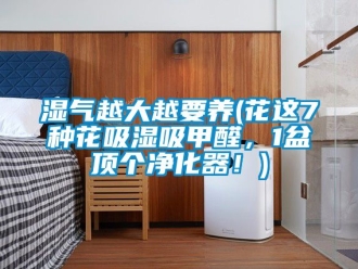 企业动态湿气越大越要养(花这7种花吸湿吸甲醛，1盆顶个净化器！)