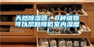 天然除湿器；8种植物可以帮助降低室内湿度！