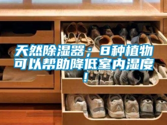 行业资讯天然除湿器；8种植物可以帮助降低室内湿度！